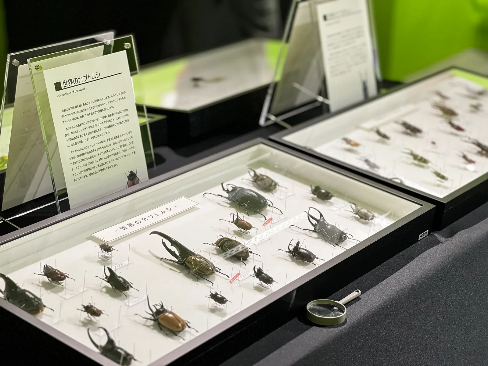世界各地のカブトムシ・クワガタなど様々な昆虫について学ぼう