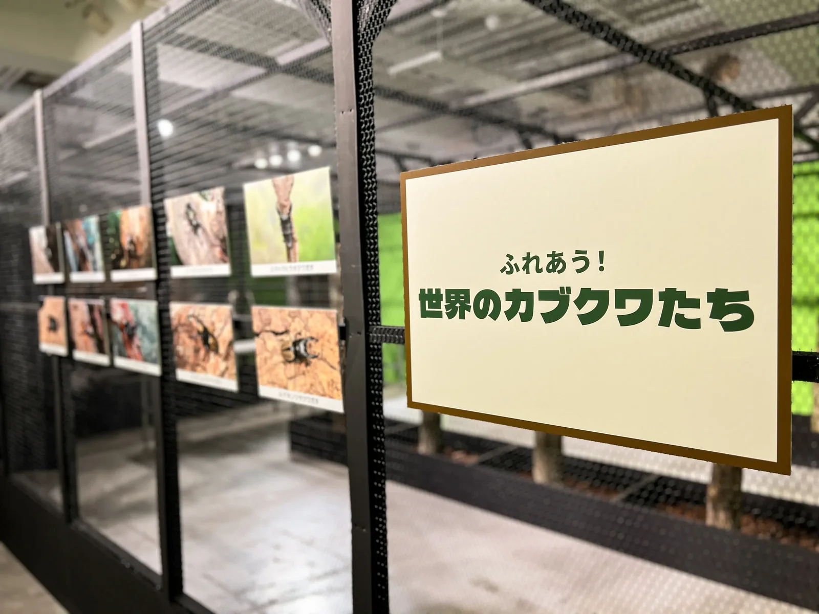 巨大虫かごで世界のカブクワと実際に触れ合おう
